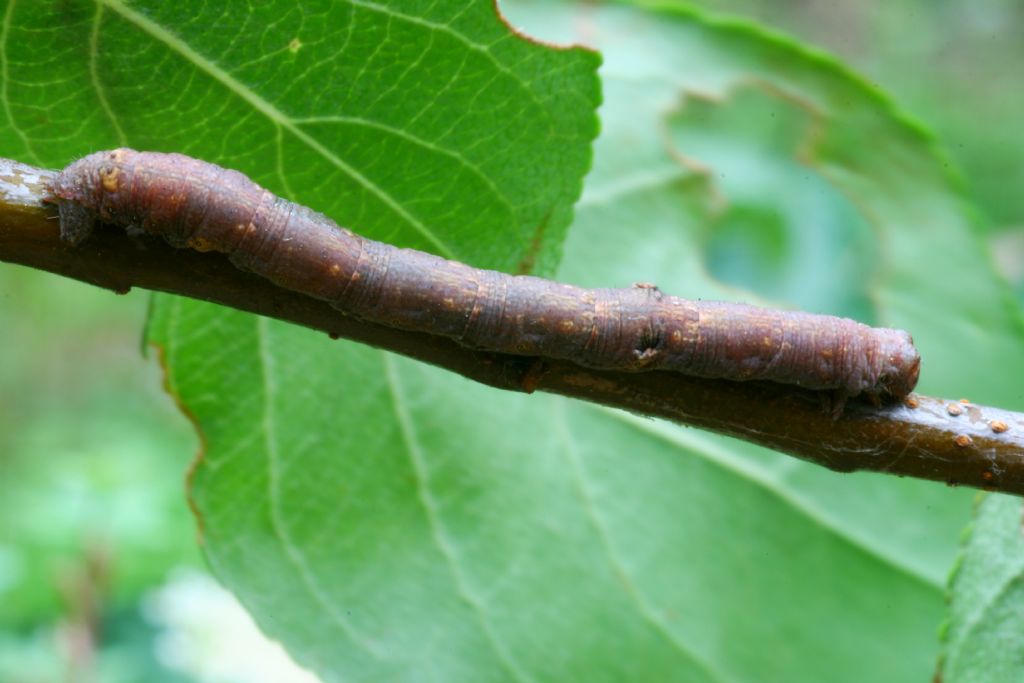 Bruco di Ascotis selenaria (Geometridae)